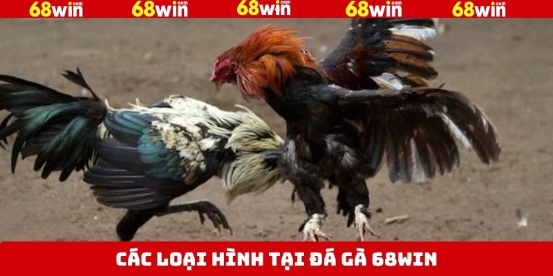 Top 4 loại hình đá gà phổ hiến nhất năm 2025