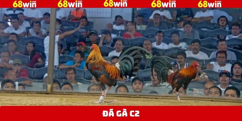 Đá Gà C2 - Nhãn Mãn Với Những Trận Đấu Nảy Lửa Tại 68Win