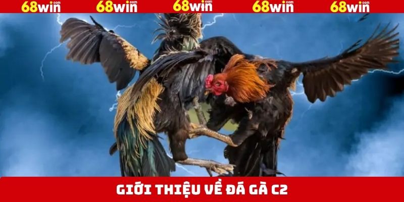 Bao quát về đá gà C2 tại 68Win