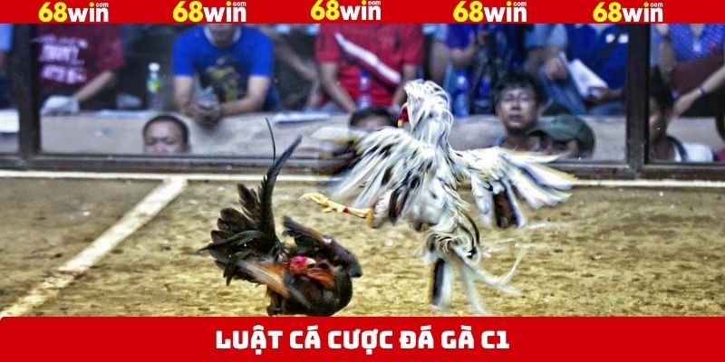 Nắm rõ luật tham gia chọi kê C1 cơ bản 