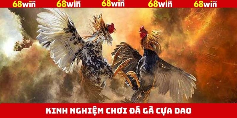 Chiến thuật hữu ích trong đá gà cựa dao