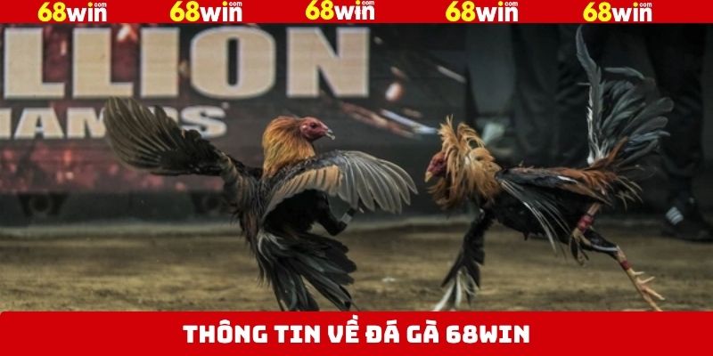Giới thiệu vài nét về đá gà 68Win