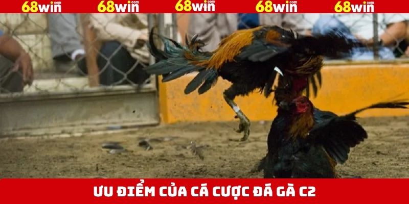 Truyền tải trận đấu với hình ảnh full HD rõ nét