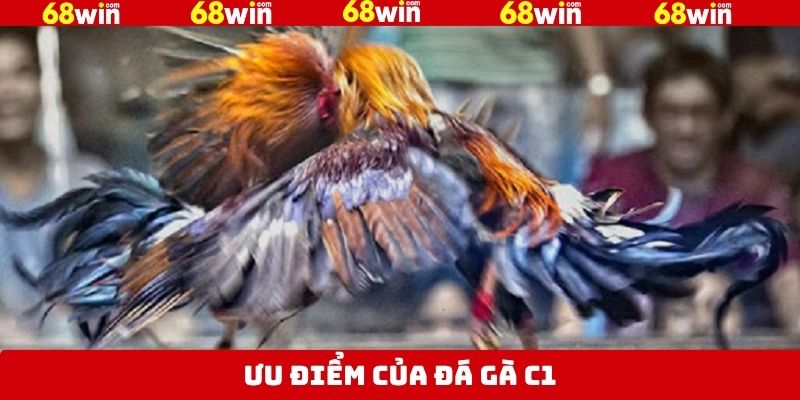 Lý do đá gà C1 tại 68Win được nhiều người ưa thích 