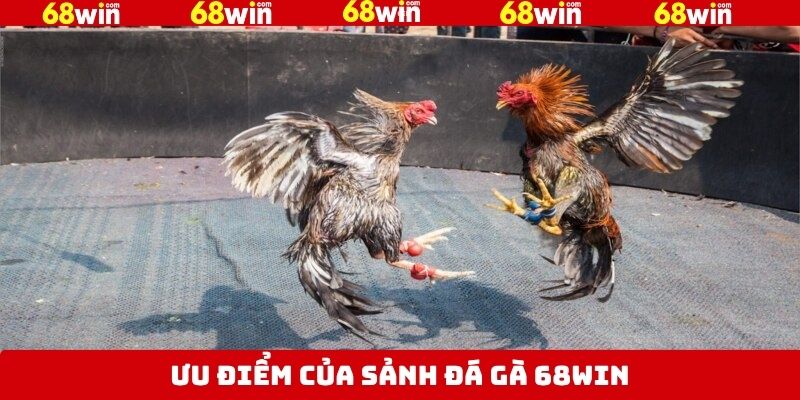 Các ưu điểm đá gà 68Win thu hút đông đảo anh em